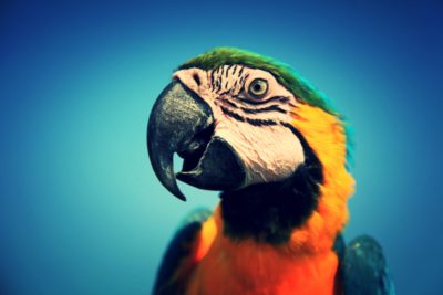 Parrot-Close-Up-Edit