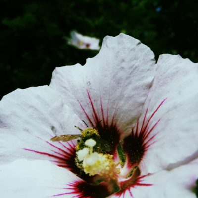 bee-in-a-flower