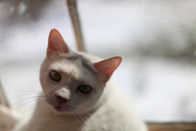 cat-in-a-sunny-window