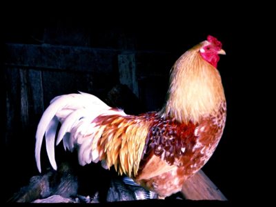chicken-in-the-coop