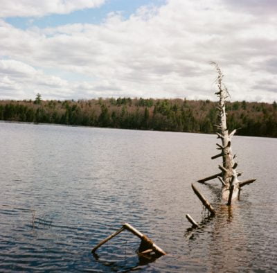 dead-tree-in-the-lake