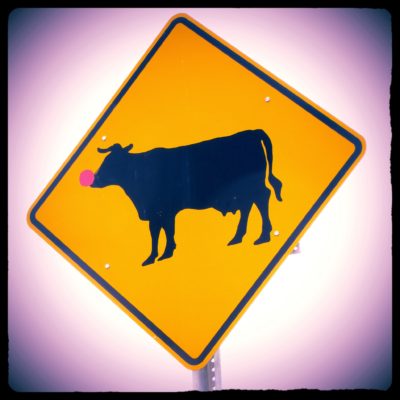 red-nosed-cows-ahead