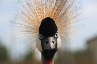 surprised-peacock
