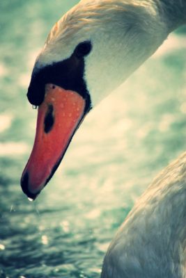 swan-edit