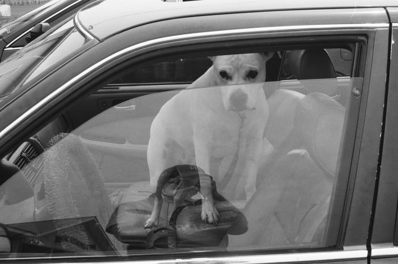 A Dog In A Car In A Parking Lot - Thomas Slatin