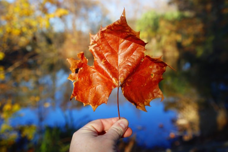 What Is A Red Leaf Called